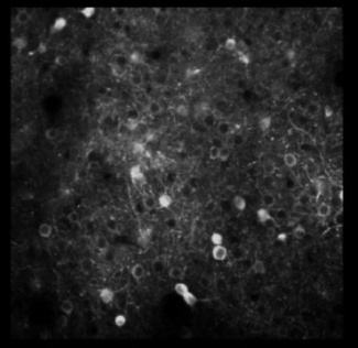 A frame from video of neurons in the PPC
