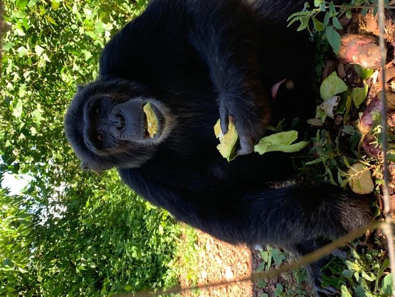 Dominant male Mawa eating a freshly picked avocado
